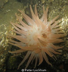 Swimming Anemone, just chillin in the Salish Sea
Canon G... by Peter Luckham 